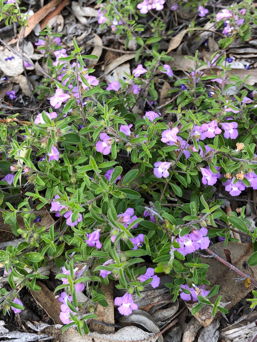 michaelffay60's tweet photo. Some “ex-endemic” families of #Australia - #Stackhousiaceae (= #Celastraceae), #Tremandraceae (= #Elaeocarpaceae), #Xanthorrhoeaceae (= #Asphodelaceae), #Chloanthaceae (= #Lamiaceae)  - all in one nature reserve https://t.co/jiPb7N33aD