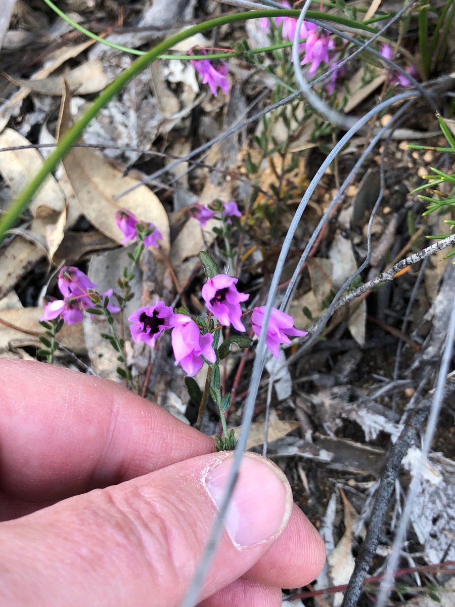 michaelffay60's tweet photo. Some “ex-endemic” families of #Australia - #Stackhousiaceae (= #Celastraceae), #Tremandraceae (= #Elaeocarpaceae), #Xanthorrhoeaceae (= #Asphodelaceae), #Chloanthaceae (= #Lamiaceae)  - all in one nature reserve https://t.co/jiPb7N33aD