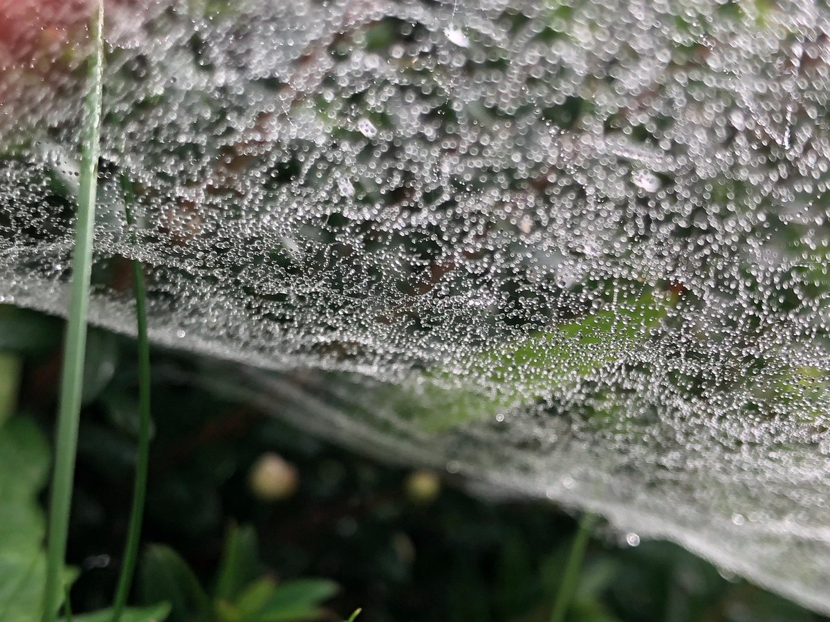 'The spider holds a Silver Ball
In unperceived Hands--
And dancing softly to Himself
His Yarn of Pearl--unwinds' #EmilyDickinson 
In Navajo myth, Grandmother spider made the universe by flinging a great web into the air, the dew becoming the stars. #FolkloreThursday #LadyHale
