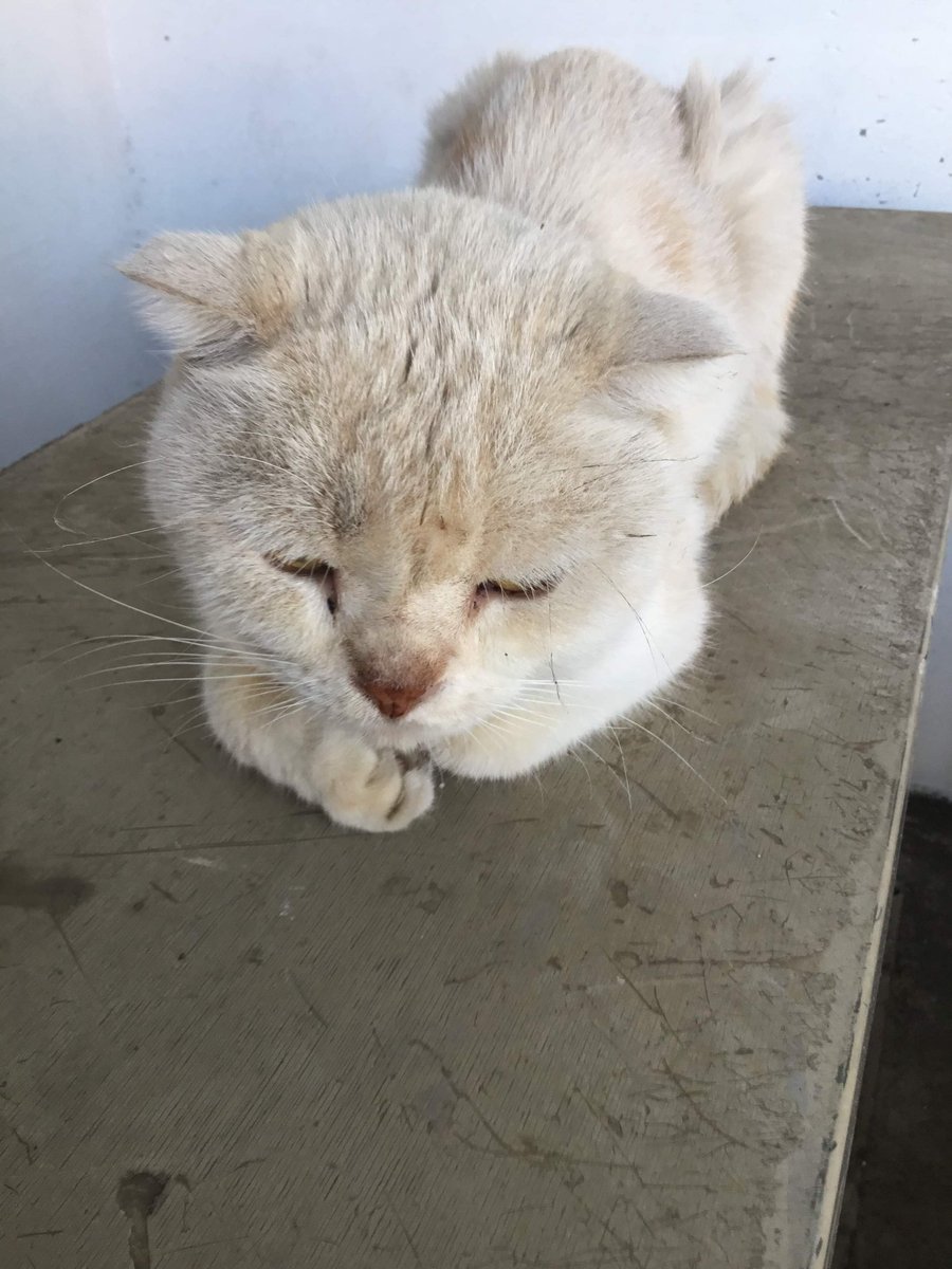 lyra0424's tweet photo. マンションの一階に猫が迷いこんでます。
首輪の跡があるけどつけていません。捨てられた可能性大だけど、念のため情報発信します。
もし探している飼い主の方がいたら、ご連絡下さいください。

＃迷い猫 ＃雄 ＃去勢なし ＃ベージュ ＃さいたま市 https://t.co/jtYWChsrgm