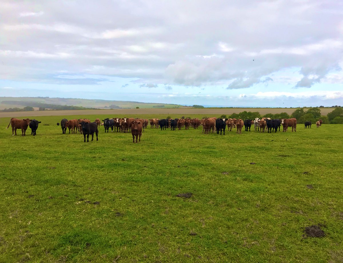 AgrovistaUK's tweet photo. Fabulous herd of Organic #Devonreds and #Britishblonde enjoying some last Autumn grazing #Wiltshire #Teambeef https://t.co/JQGtIhwHBI