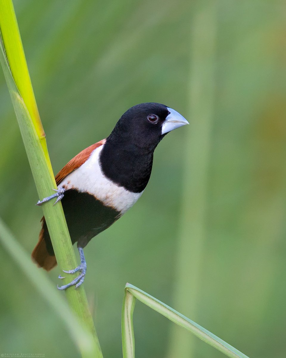 Arindam_Bh's tweet photo. Tricoloured Munia, local beauty during monsoon.
#birdlover #muniabird
#indianbirds #IncredibleIndia
©️ https://t.co/L711Q5rUnu
@lonelyplanet @Avibase @BirdGuides @WildlifeMag @orientbirdclub @Team_eBird @BBCEarth @lifeon_earth #birdwatching #wildlifephotography https://t.co/KVBDceYERE