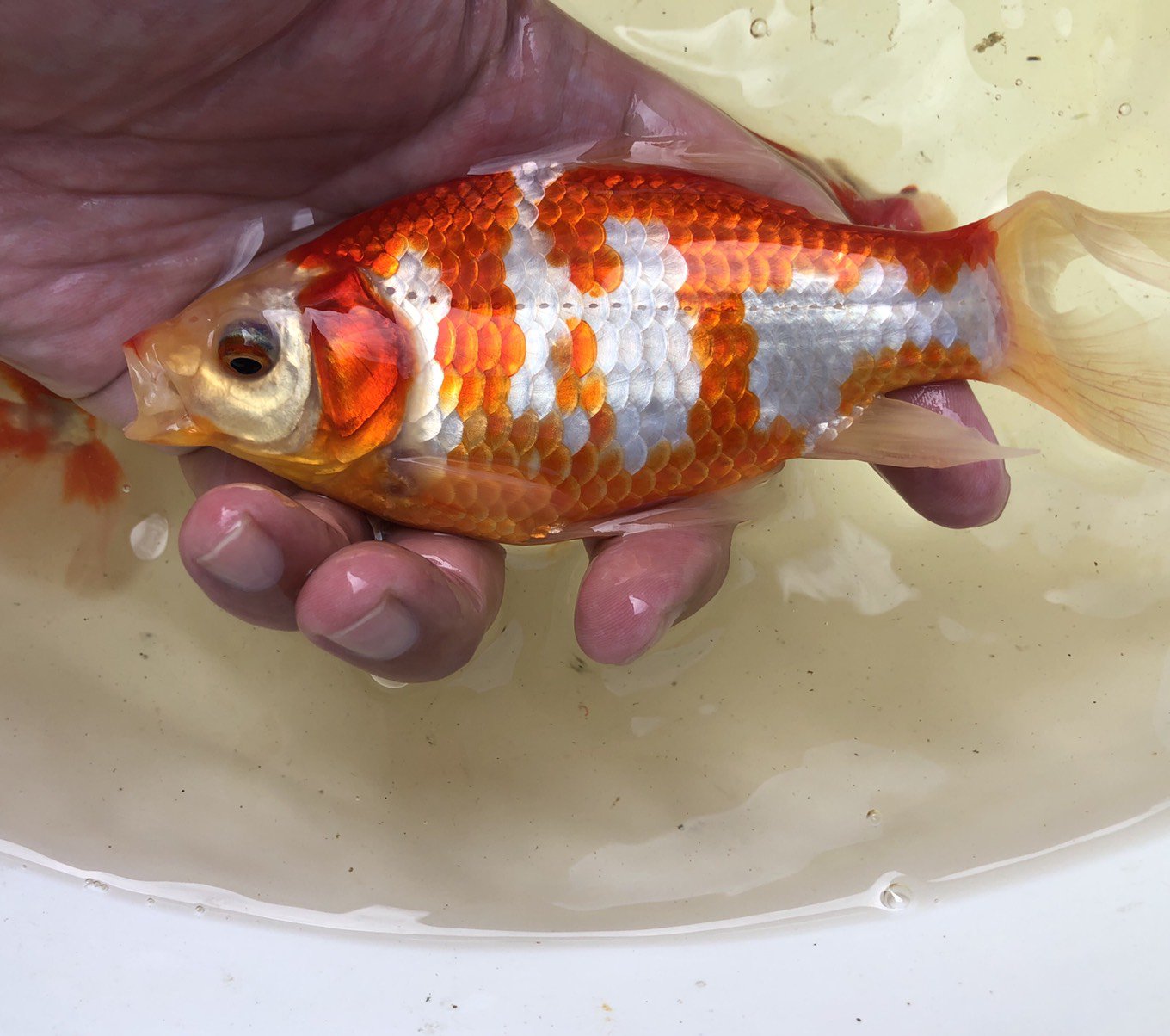 井ノ口養魚場 イノフェス販売予定魚 鮒尾の魚を愛して止まない男270さん 自身のブログでも販売魚を載せてましたね 今年も鮒尾マニアを唸らす魚をそろえてますよ ロ 販売予定魚 更紗鮒尾和金 銀鱗三色和金 朱文 変わり和金 T Co