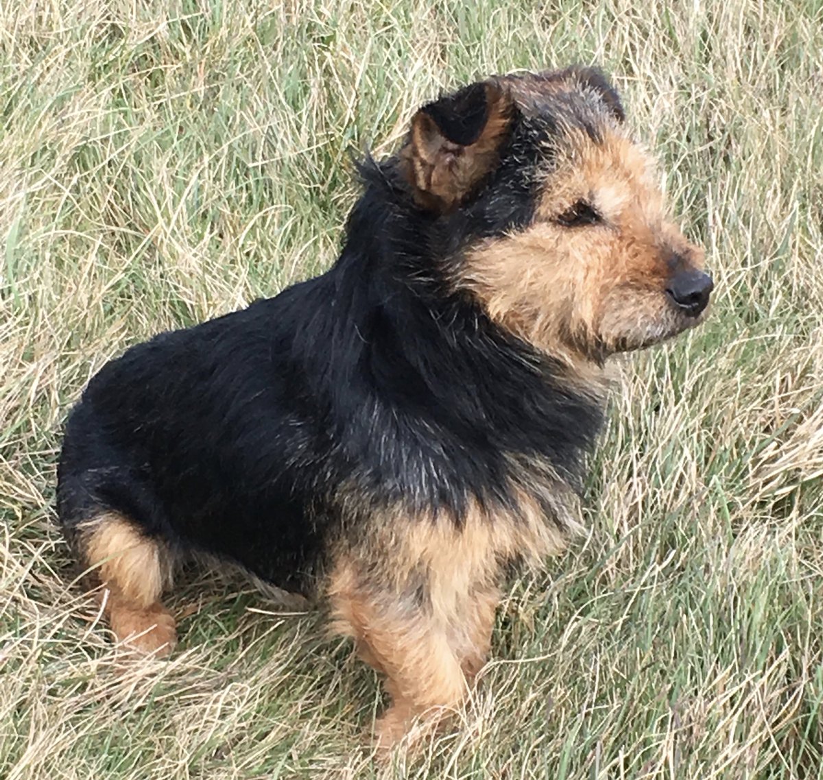 My lovely black &amp; tan terrier went missing on Saturday. There have been no sightings since. Please can everyone share this and try &amp; get him home. #findGadget #teamWoodway