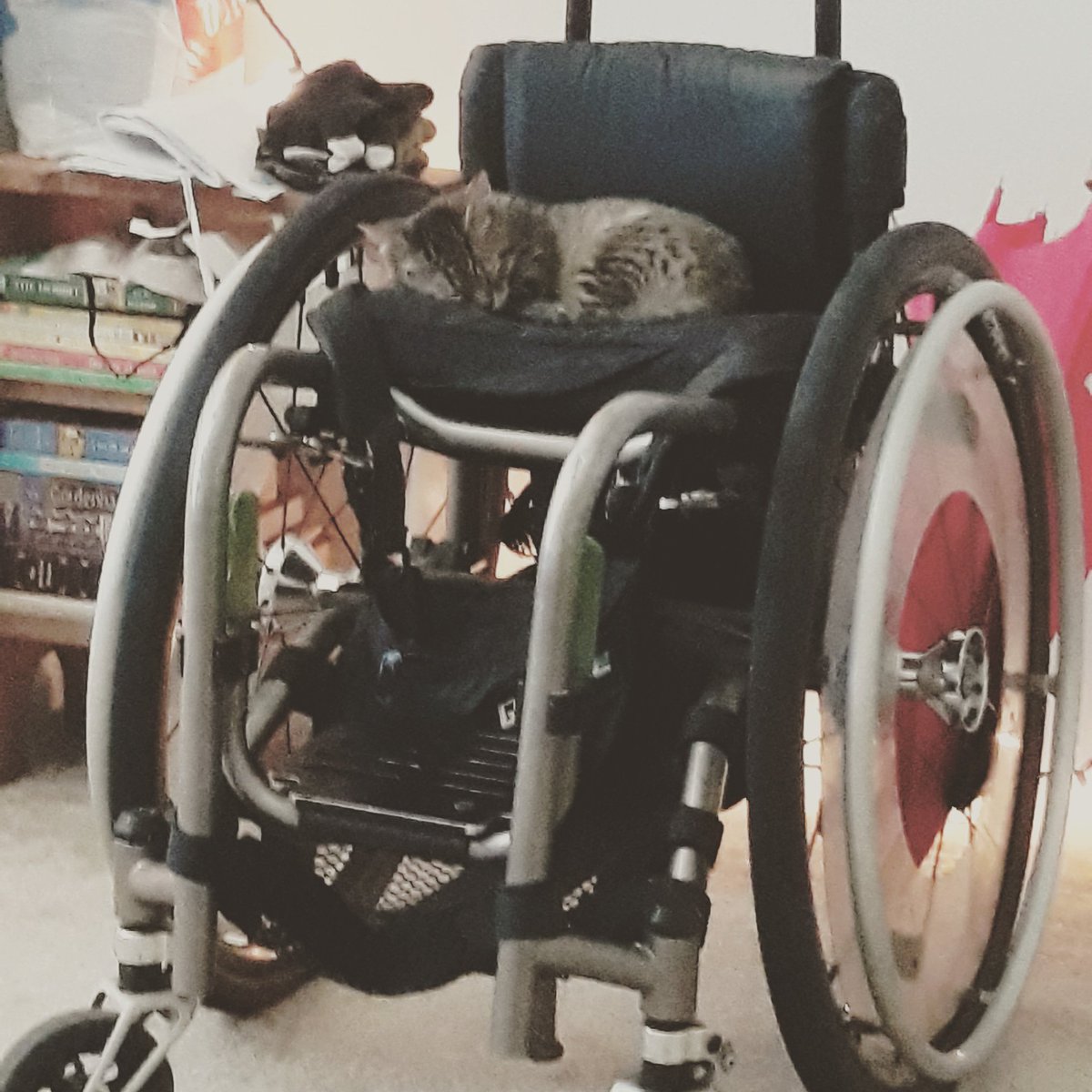 velvetcrayon's tweet photo. today is my wheelchairs 16th birthday! happy birthday llyydddddddddddddd. my little boy is growing up so fast! i think he may have even found love, so cute #sweet16 #crippleton #wheelchairlife https://t.co/zJTgphzJ1W