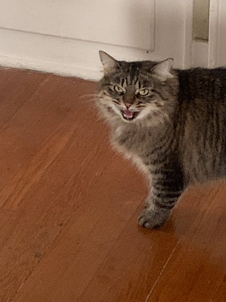 Screamy