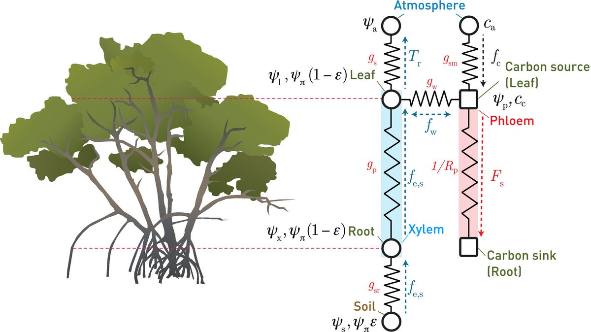 NewPhyt's tweet photo. Xylem–phloem hydraulic coupling explains multiple osmoregulatory responses to salt stress @KhalifaUni https://t.co/C1TaSNjOYL https://t.co/1qMKlE1JyY