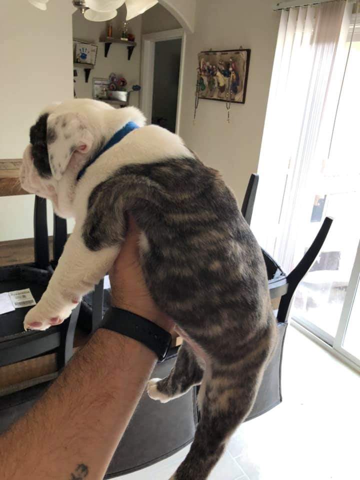 BrightestJason's tweet image. Exceptional KC Reg. English Bulldog Puppies For Adoption . Very healthy, comes with a 1year Health Guaranty and akc reg. Playful and loves to cuddle. Purebred English Bulldog puppies for sale Near you. Contact now. TEXT ONLY no mails.... 7023425374