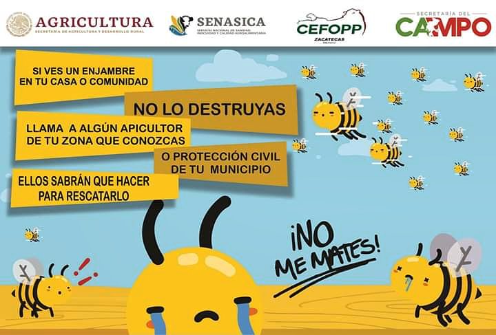Para Zacatecas, si tienes algún enjambre en tu casa o comunidad  puedes reportarlo a la  UGREAZ al tel 4927686797  de 9 a 15 hrs, ellos canalizarán tu reporte a algún apicultor de tu zona para su rescate. <a href="/Secampo_Zac/">Secretaría del Campo</a>, @SaderZac <a href="/PCEstatalZac/">Coordinación Estatal de Protección Civil Zacatecas</a> @UCE_Zac
