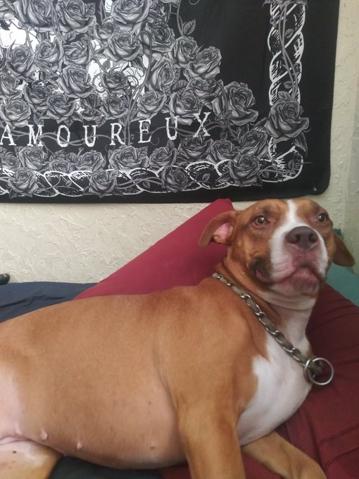 Lul https://t.co/fyk29cCJpI<a href="/tag/myfreecams"class="tags"><span>#myfreecams</span></a><a href="/tag/onmfc"class="tags"><span>#onmfc</span></a>