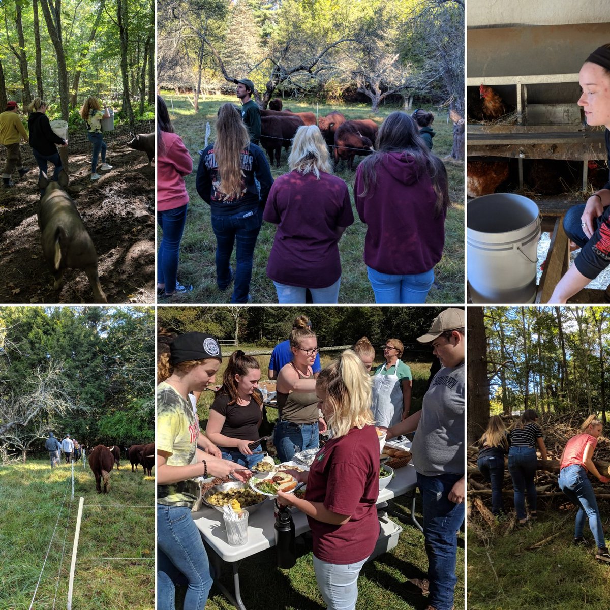 MrsHaberek's tweet photo. @CHARIHOtech Ag Science &amp; Culinary Ss learning about sustainable food production at Wild Harmony Farm. #farmtotable #workbasedlearning https://t.co/apptBzwS8u