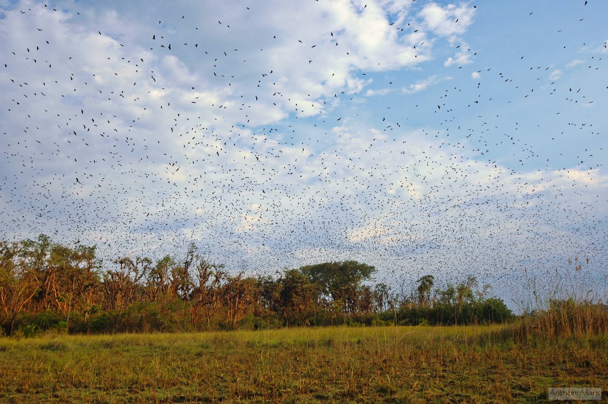 BrettHorley's tweet photo. We were there for the largest #mammal #migration in the world - the #KasankaNationalPark #batmigration. This is the lowdown on one of #Earth's most spectacular events, courtesy of our #safari expert, Rosey: https://t.co/hO20wtAMly #bretthorleysafaris #kasankabatmigration https://t.co/KHEyM6lCAp