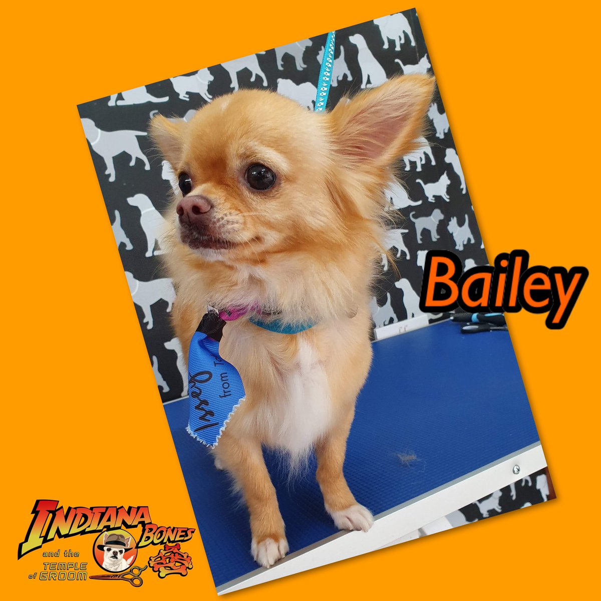 cbcelebrantmarg's tweet photo. Do you want your pooch looking & smelling great then give us a Call, txt or message to book 07947858944
#pamperedpooches #doggyhairstyles #holistictherapies #oldham #doglovers #dogs #puppies @TheGoodDogGuide #oldhamls @archie_fay @millysproducts @tropicleanpet https://t.co/d2LlcjNitd