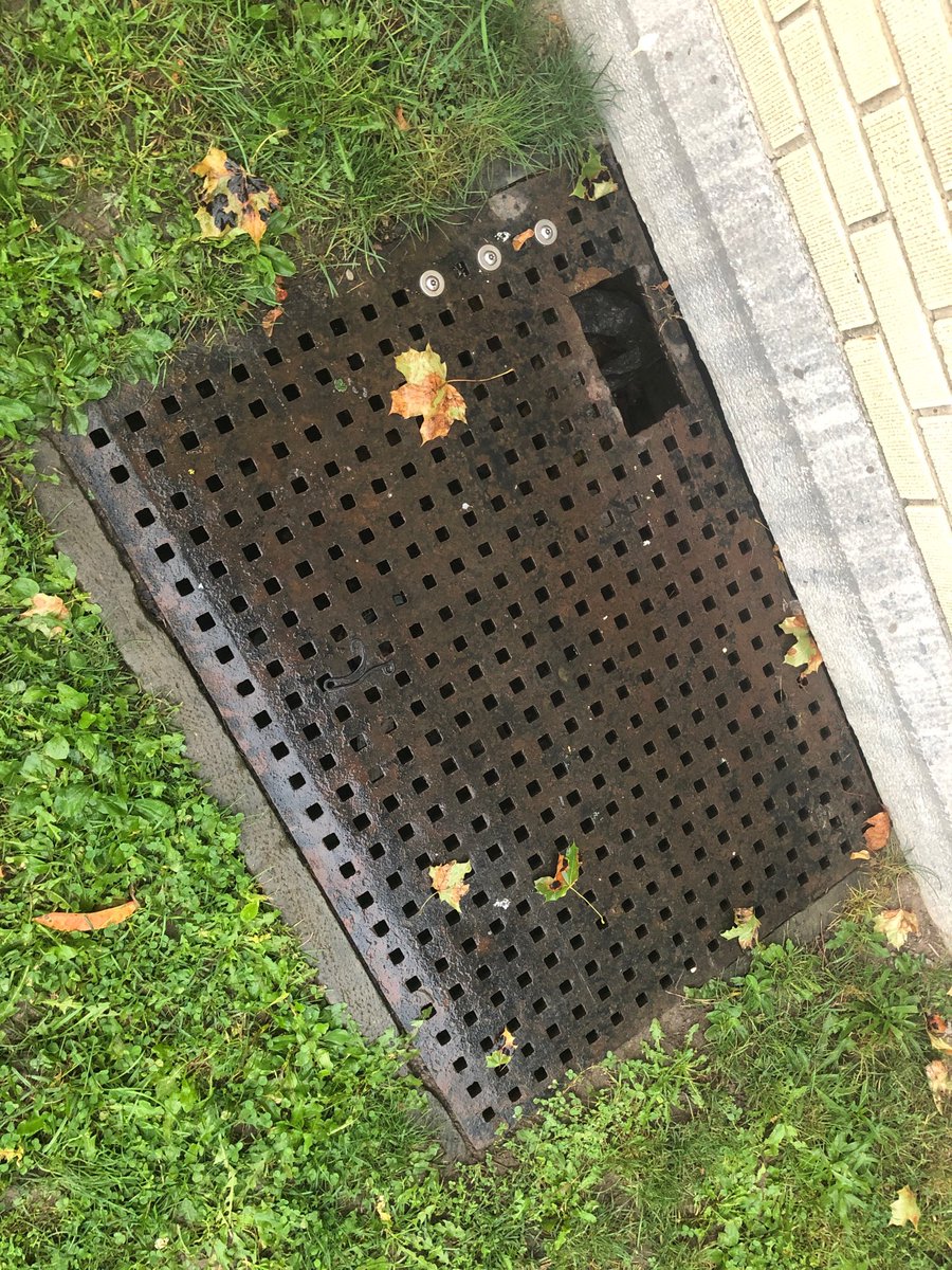 BSC_XCTF's tweet photo. You never know what you may find while out running. This mini bengal knew we were his kind of people and allowed us to save him this morning #letsgobengals #minibengal #benji https://t.co/0gCoiR1TmX