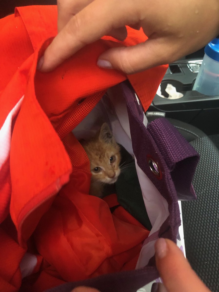 BSC_XCTF's tweet photo. You never know what you may find while out running. This mini bengal knew we were his kind of people and allowed us to save him this morning #letsgobengals #minibengal #benji https://t.co/0gCoiR1TmX