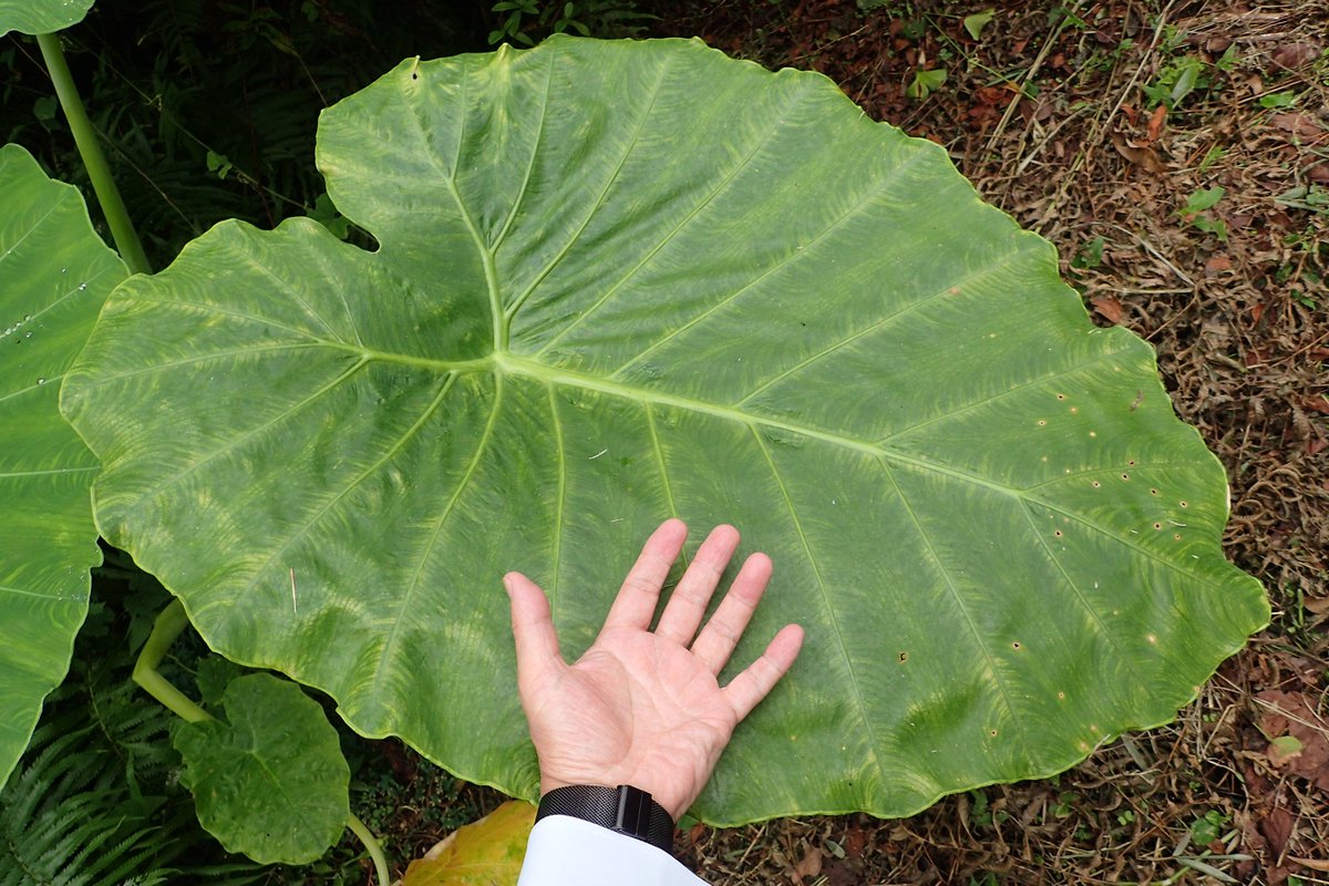 サトイモ Twitter Search