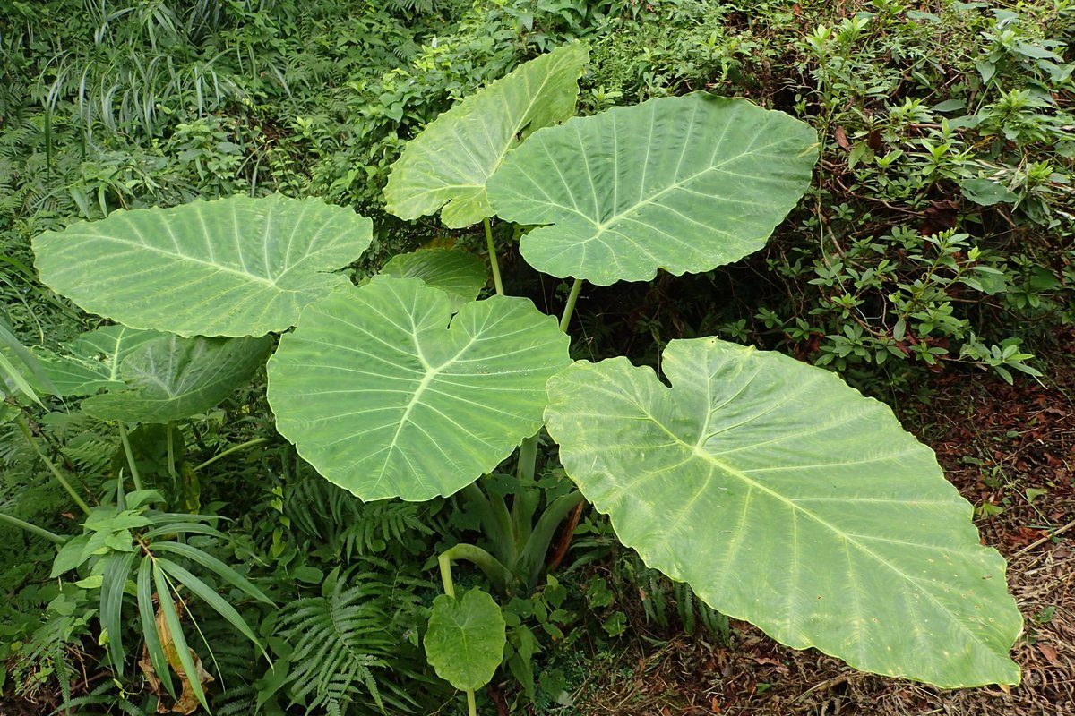 サトイモ Twitter Search