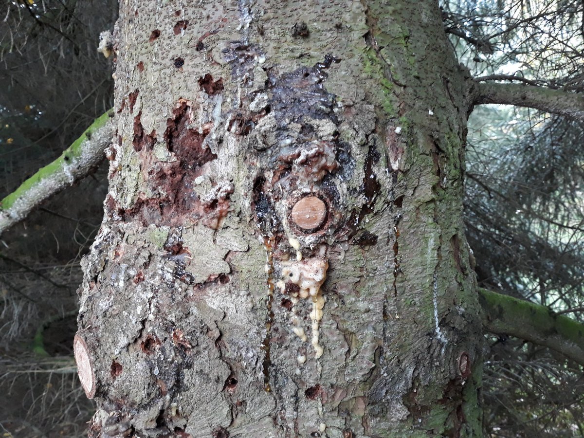 SquirrelAccord's tweet image. Fascinating @royal_forestry #Yorkshire division day on #treepests and #treediseases @FeraScience and @YorksArboretum with @cobwebdr @WoodlandTrust and @CharlotteArmi10

Everyone can use #TreeAlert online to report #tree #pests and #diseases like #greatsprucebarkbeetle