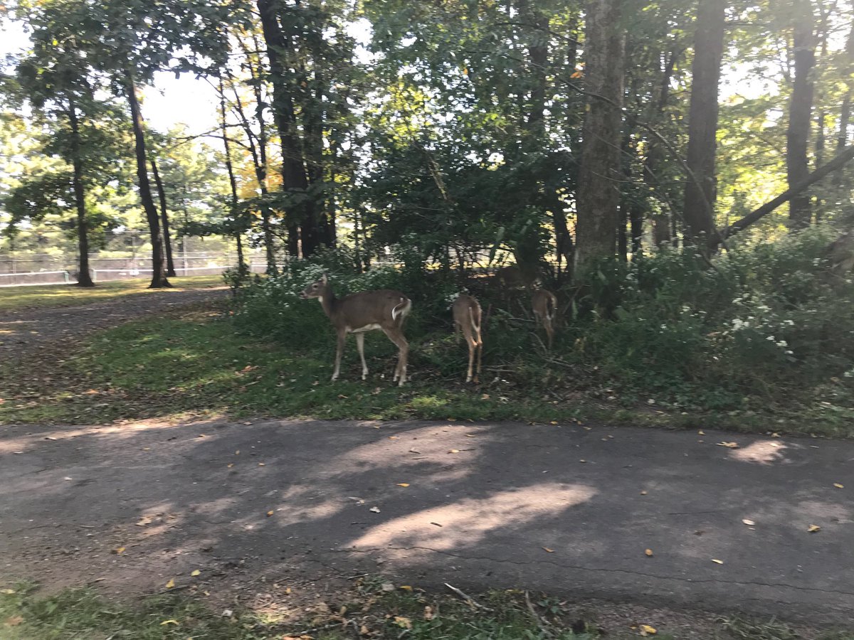 I met some new friends yesterday in #Lansdale at Whites Road Park. #notinBerksCounty