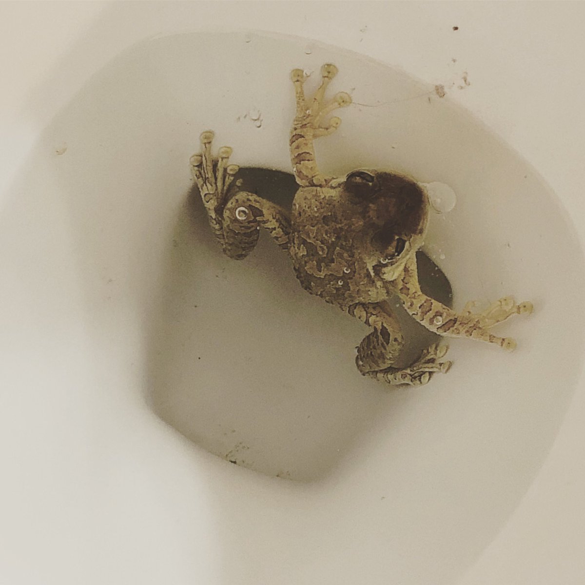 ofnightsky's tweet photo. @thebudpod just listened to episode 16. I think the slow pooer visited my Airbnb before I arrived... https://t.co/w8Gn2ugoO0