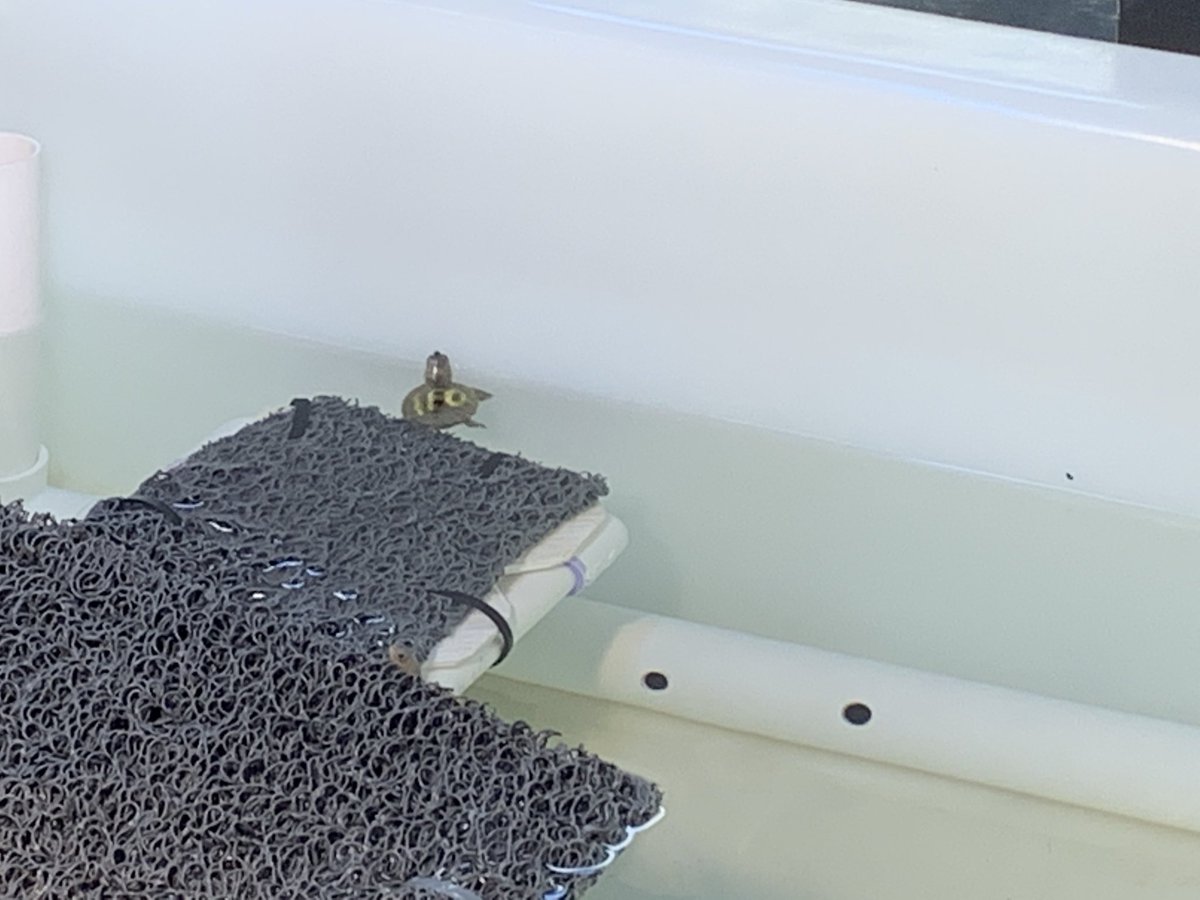 Learning about sea turtles, future coastal conservation activists. #triniyoe