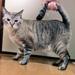 2019年秋は「ニャンドバック」で流行の最先端をとりいれませんか？