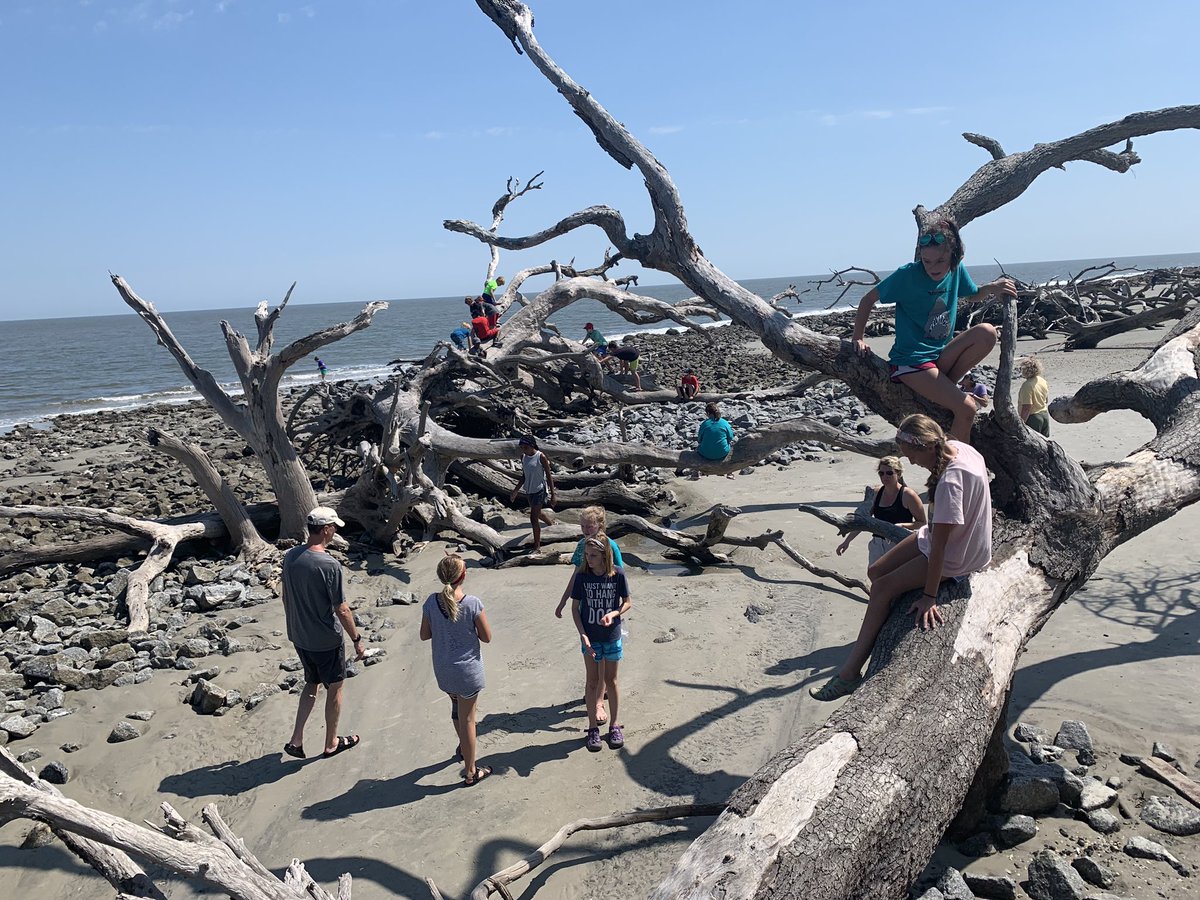 Childhood’s “right of passage” is climbing trees.  This is the best!!!#trinityoe