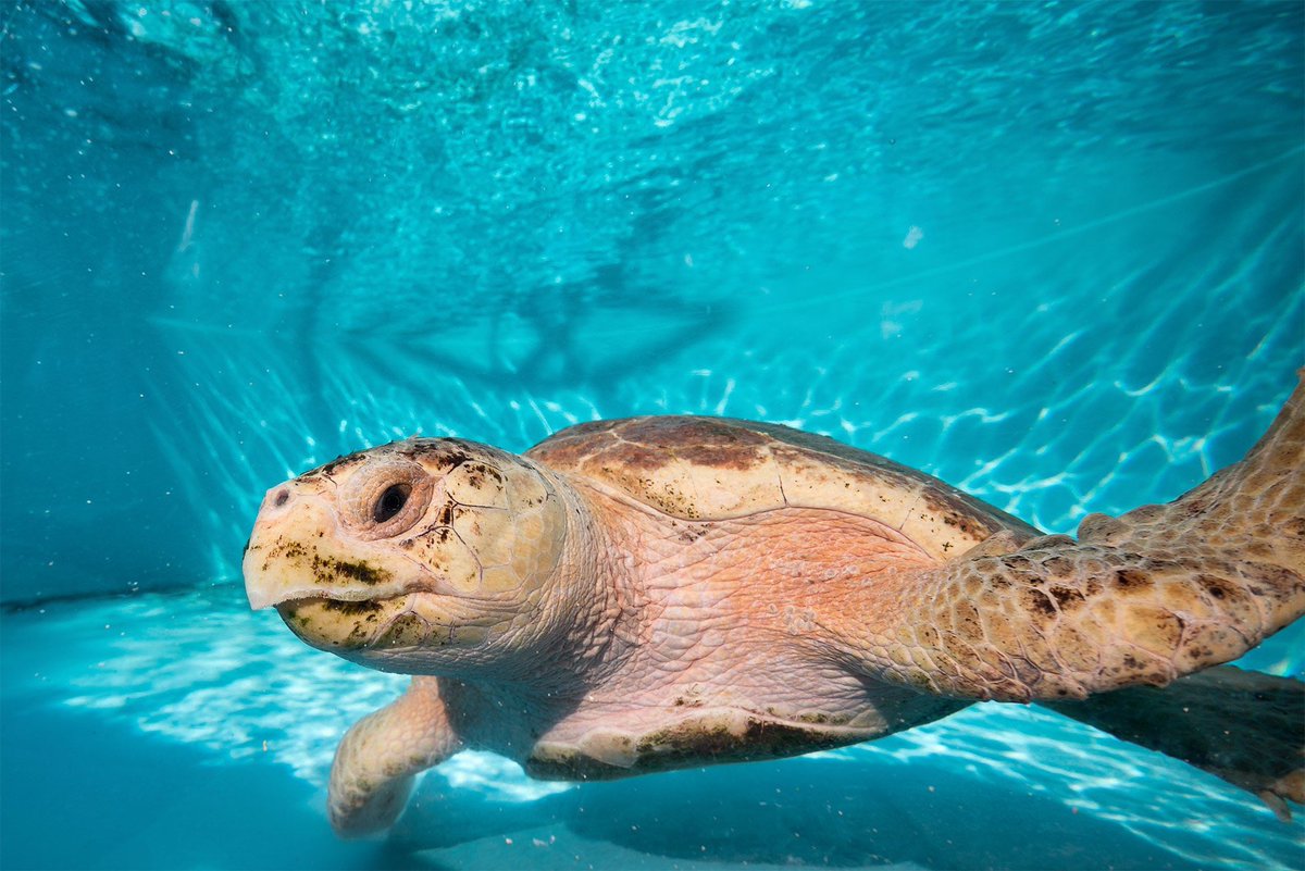LoggerheadMC's tweet photo. Make #WavesOfProgress with Loggerhead Marinelife Center, choose to partner with an eco-conscious brand. #AWNewYork https://t.co/XDdATjzlwC