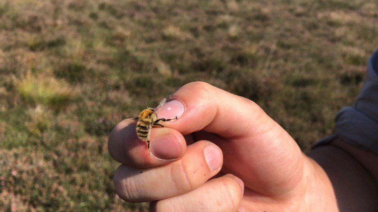 De heidehommel is verdwenen in bijna het hele land 🐝Maar in Drenthe is ie op vier 'nieuwe' locaties gevonden! roeg.tv/roeg-nieuws/ze…