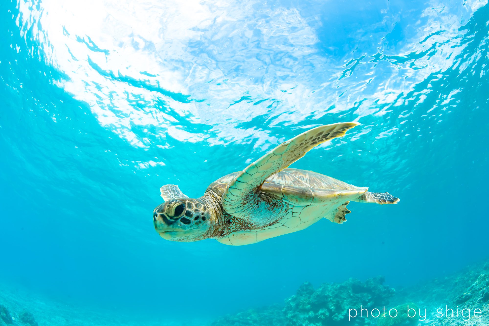 茂野 優太 海のカメラマン 小笠原諸島ではウミガメをお刺身で食べることが出来ます 1度食べてしまうと どんなに 可愛いウミガメを見ても 美味しそう と思ってしまうから人間って恐ろしい T Co Qt2p3kwafe Twitter