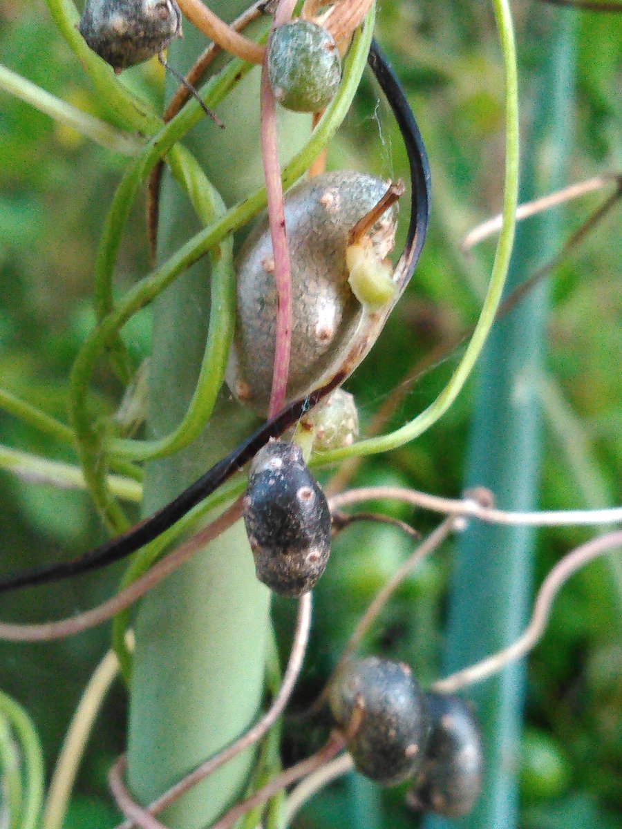 ট ইট র るりもも 自然薯のむかご 去年むかご を山から戴いたのを庭の鉢に植えたら出来ました 地下根はあと数年経たないと口にすることは難しいけど ちっちやいから むかご は毎年収穫して植えていけば何れはむかごご飯も作れそう 自然薯 むかご 植物