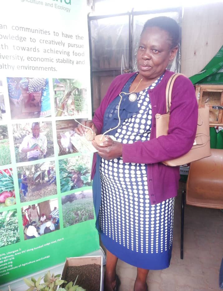 She wanted to taste the airpotato, there was no seed for her to buy. We negotiated to exchange the seed with a picture for our social media pages 💕. Mrs Longwe from Blantyre
#NAF