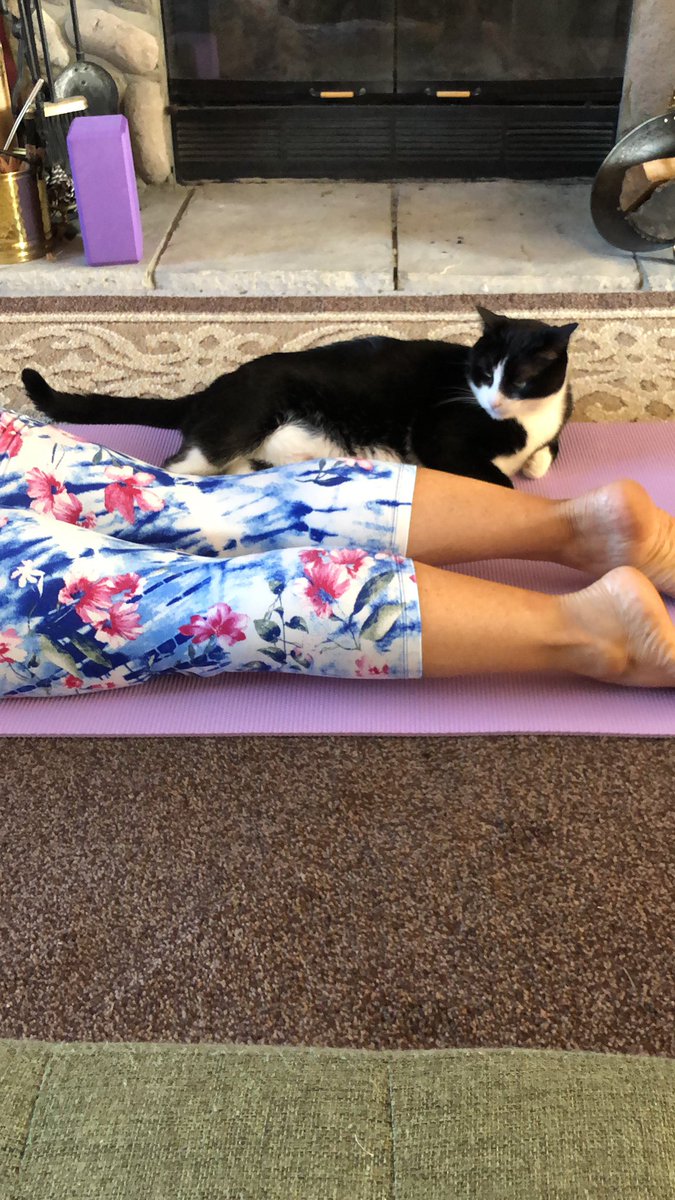 <a href="/fightmasteryoga/">Fightmaster Yoga</a> while <a href="/CherylRaffel/">Cheryl R. 🇺🇸❤️🤍💙🇺🇸</a> was doing yogi, someone heard Elmer meow in the background of one of your videos and sat up to look at the TV!