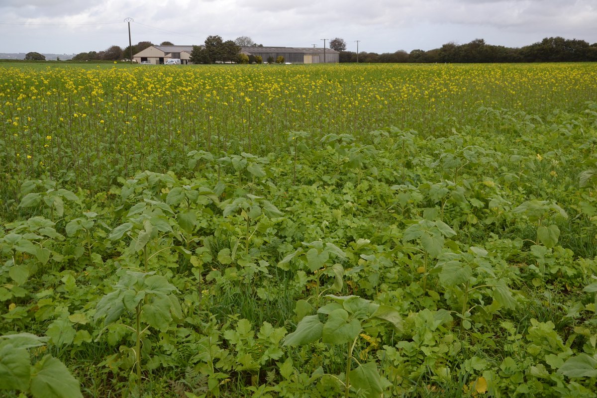 CPape_bzh's tweet photo. Pour se passer de #glyphosate pourquoi ne pas implanter des #couverts végétaux courts entre #blé et #orge ? Essai mené à #Ploudiry avec @ChambagriBzh et #GroupeEven https://t.co/v6CghezTrv
