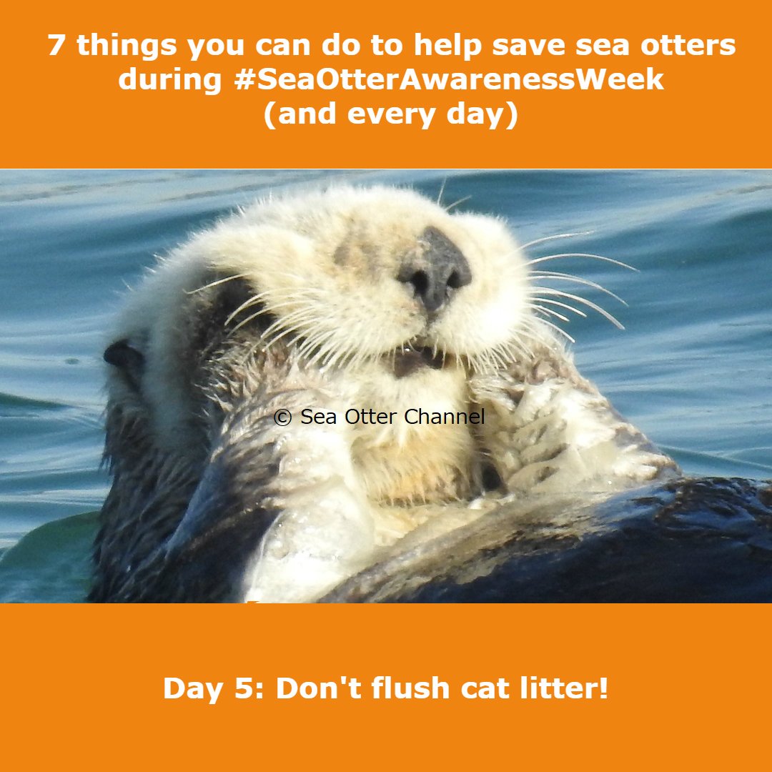らっこちゃんねる ラッコ啓蒙週間 と毎日 ラッコ のためにできること ５日目 ネコのふんはトイレに流さないで 猫 の寄生虫は排水を通じて海へ流れ込み 食物連鎖を通じラッコに神経障害を及ぼします 詳しくは 記事 ネコの寄生虫がラッコを