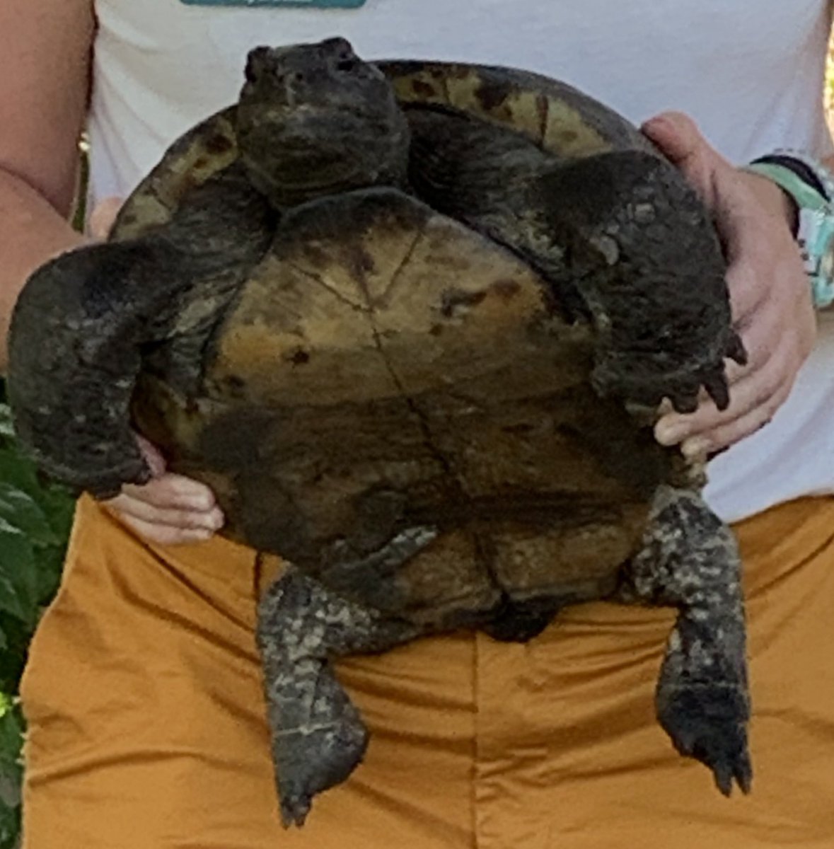Holy Gopher turtles!  This one weighs around 50 lbs... #trinityoe