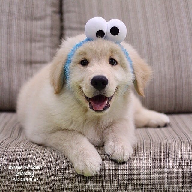 Animalslovers9's tweet photo. #animalcrossing
#animal
#animalrights
#animales
#animals
#animalcrossingnewhorizons
#animalbreeding
#animalforum
#animalovers
#animalphotography
#animalrescue
#animalsmatteraf
#animalsmatter
#animaltesting
#animalvideo
#wanimal https://t.co/zpsEFvr6m1