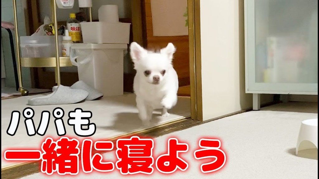 犬男 Ar Twitter パパも来い 寝る時は必ずパパを誘いに来る犬 可愛いチワワのコハク 犬 犬動画 チワワ チワワ動画 T Co Vrve39tnjc