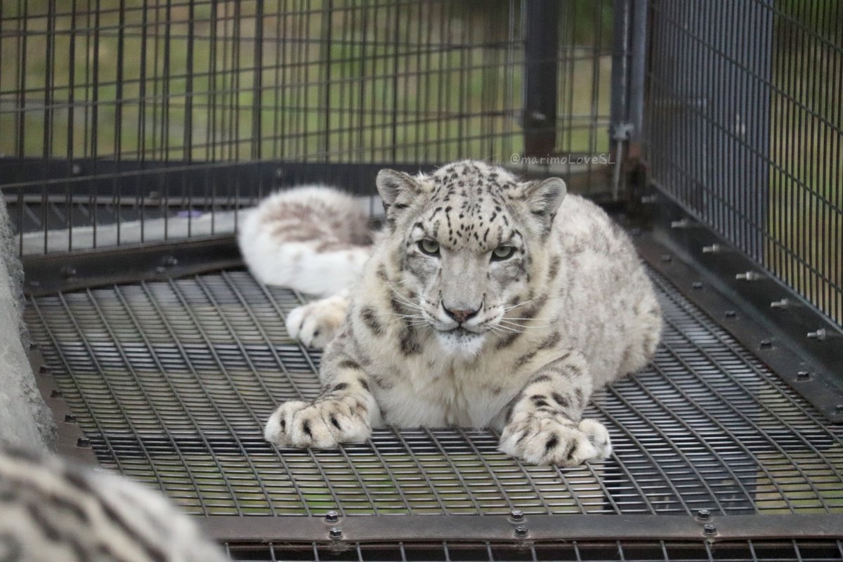 みはら まりも かっこいい顔とかわいい手足のギャップがたまらんです 19年6月29日 旭山動物園 ユキヒョウ ヤマト Snowleopard