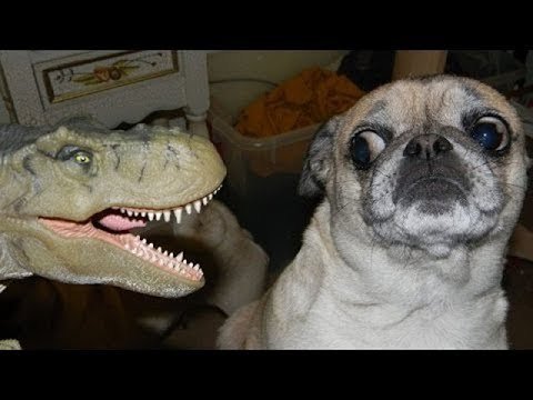 犬おもしろ動画 犬おもしろ動画