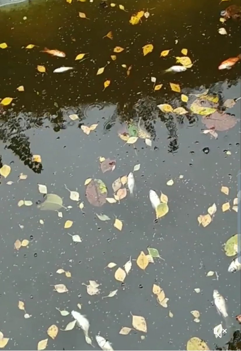 Handynamique's tweet image. #Rouen 
#Lubrizol 
Des photos de bassin chez les particuliers : les poissons n'ont pas apprécié.