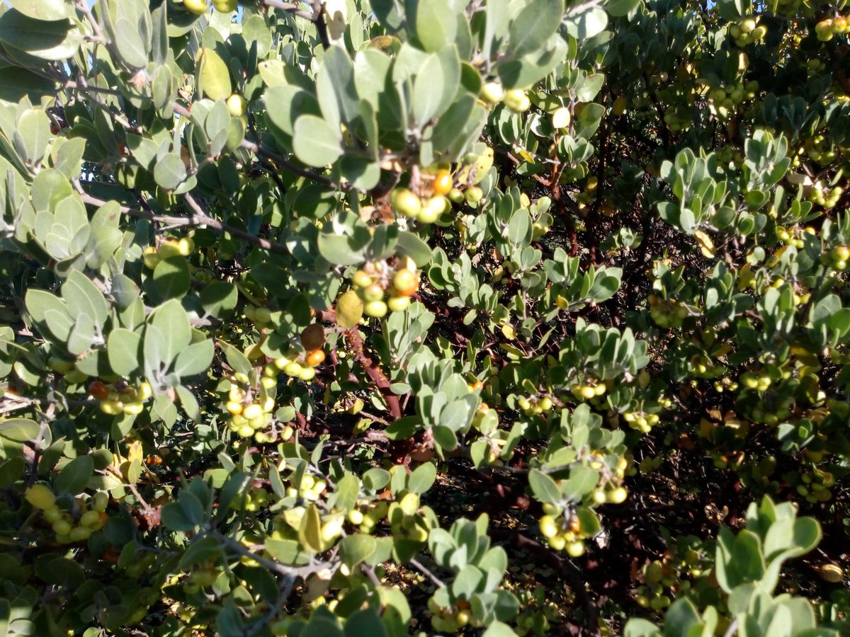 yuku_kuixi's tweet photo. Ante los estragos de la falta de lluvias, la #Biodiversidad es vital para la #seguridadAlimentaria. La manzanita Arctostaphylos pungens Kunth, ofrece sus frutos en #SantiagoIxtaltepec; #Mixteca Oax. @Sedapa_GobOax @SAGARPA_Oax @SAGARPA_Oax @Conabio @FAOMexico @IFAD @SemVidaMx https://t.co/3Srmiwahd1