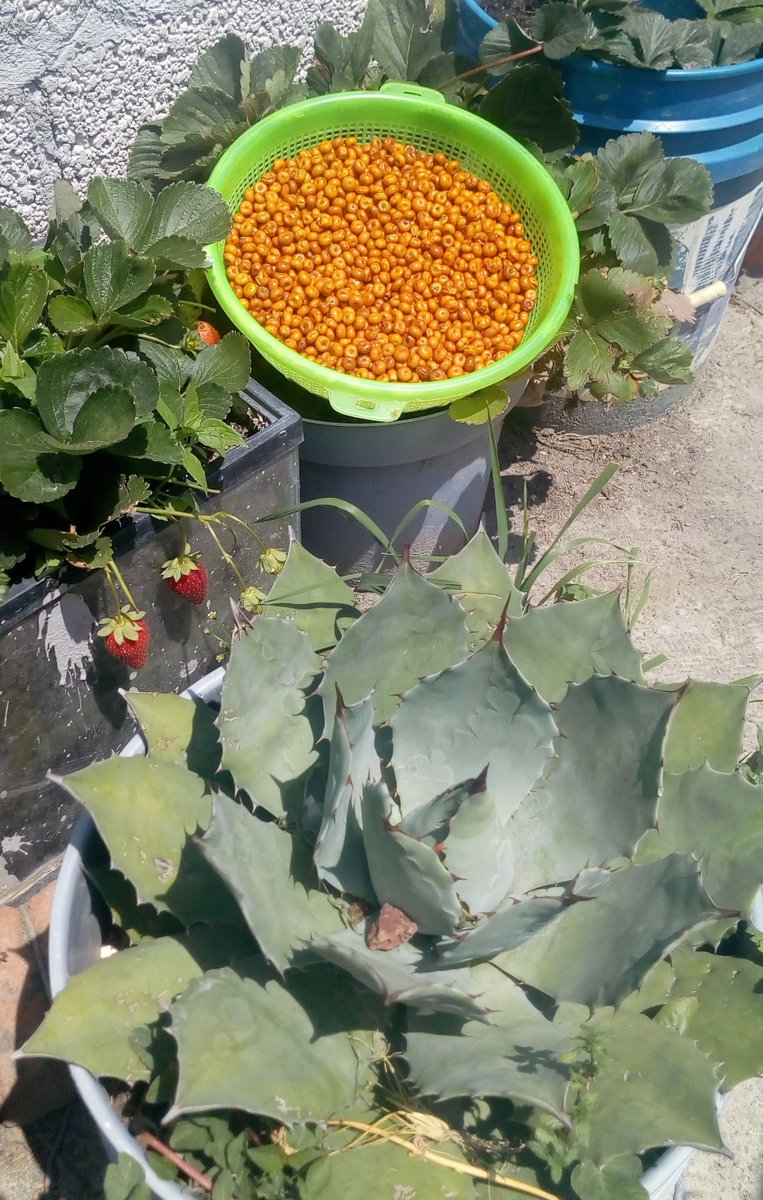 yuku_kuixi's tweet photo. Ante los estragos de la falta de lluvias, la #Biodiversidad es vital para la #seguridadAlimentaria. La manzanita Arctostaphylos pungens Kunth, ofrece sus frutos en #SantiagoIxtaltepec; #Mixteca Oax. @Sedapa_GobOax @SAGARPA_Oax @SAGARPA_Oax @Conabio @FAOMexico @IFAD @SemVidaMx https://t.co/3Srmiwahd1