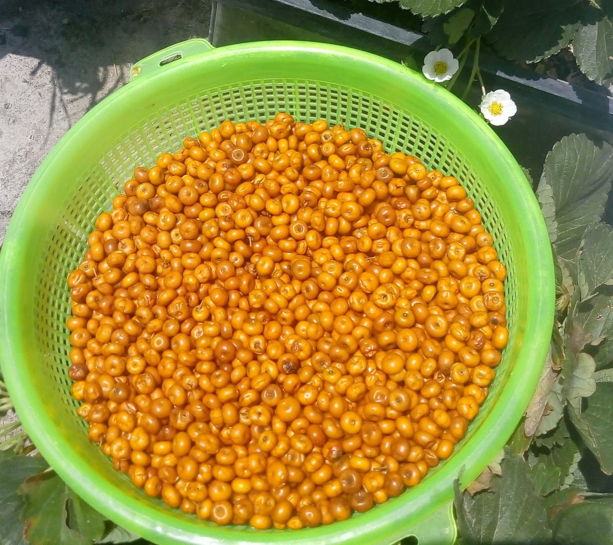 yuku_kuixi's tweet photo. Ante los estragos de la falta de lluvias, la #Biodiversidad es vital para la #seguridadAlimentaria. La manzanita Arctostaphylos pungens Kunth, ofrece sus frutos en #SantiagoIxtaltepec; #Mixteca Oax. @Sedapa_GobOax @SAGARPA_Oax @SAGARPA_Oax @Conabio @FAOMexico @IFAD @SemVidaMx https://t.co/3Srmiwahd1
