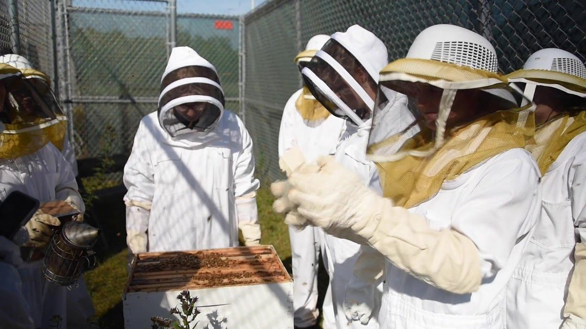 Conserve_School's tweet photo. Students at Conserve School recently had a chance to search the beehives for Varroa mites. Take a look at our video!  📽️ and 🎼 by Rob Houle, Technology and Media Specialist  #csinspire #semesterschool #environmentalstewardship 

https://t.co/JdsqSRiAcj https://t.co/Mnp7wtjg9q