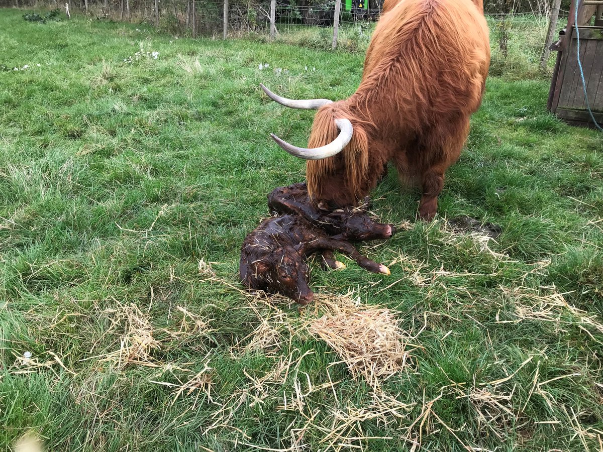 ✨🐮 𝗧𝗪𝗜𝗡 𝗛𝗜𝗚𝗛𝗟𝗔𝗡𝗗 𝗖𝗢𝗪𝗦 𝗕𝗢𝗥𝗡 🐮✨
Our beautiful Highland Cow Merida has given birth to adorable twins yesterday at 3:30pm! These little babies are a cross between a Highland Cow &amp; Limousin Bull. 🐮💖💖💖