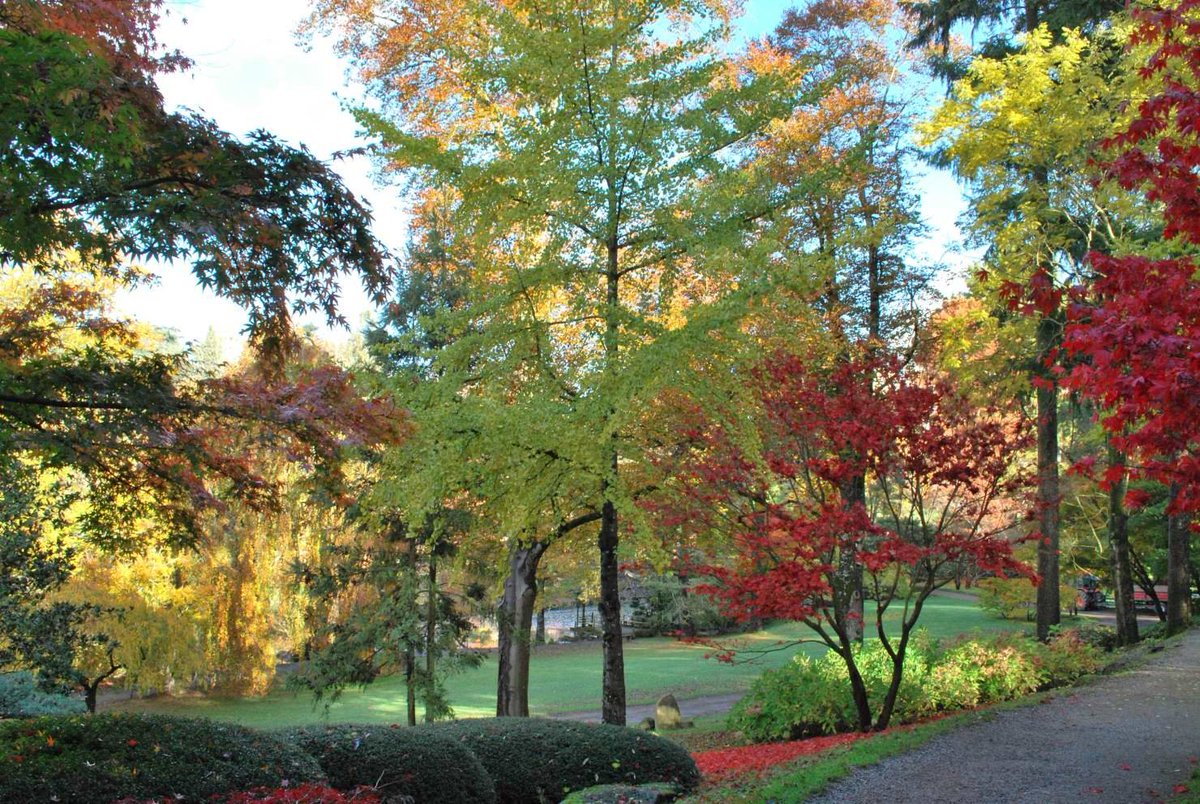 parc_oriental's tweet photo. L'automne est la saison du Kōyō (changement de couleur des feuilles) celle de momijigari (la découverte des premières feuilles rouges), au Parc oriental les couleurs apparaissent, en général, fin octobre début novembre. (Photos du 13-11-2018) https://t.co/p5Slk8E8ek