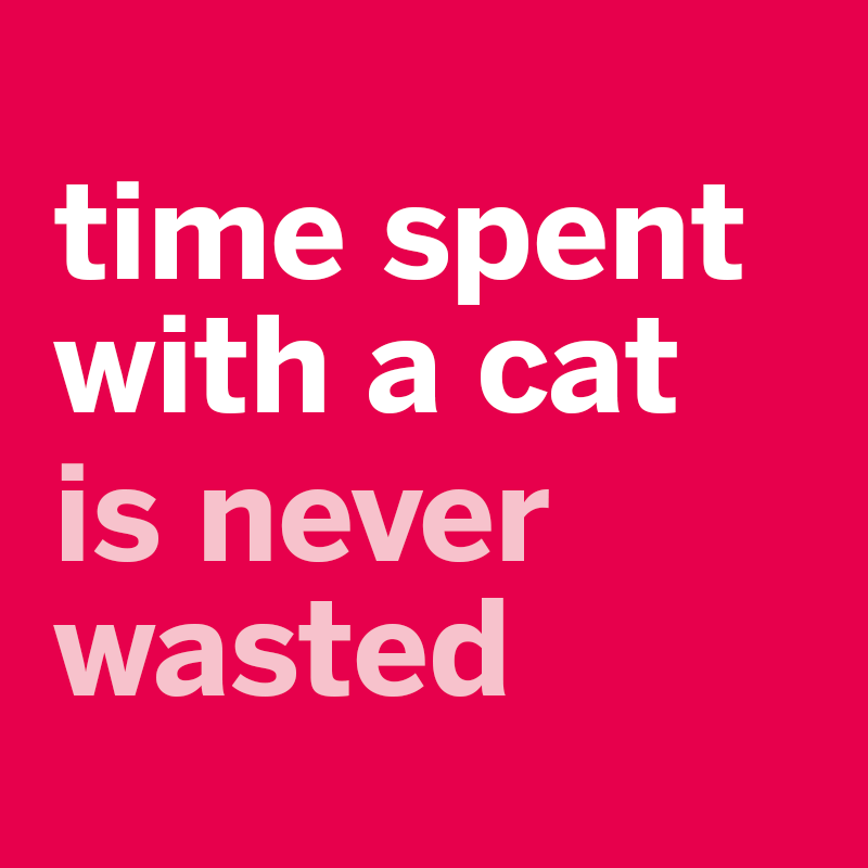 PetsmileUSA's tweet photo. That is so true!  The only issue is does the cat feel the same way??? #happycat #healthypet https://t.co/yg6l1QEpIx
