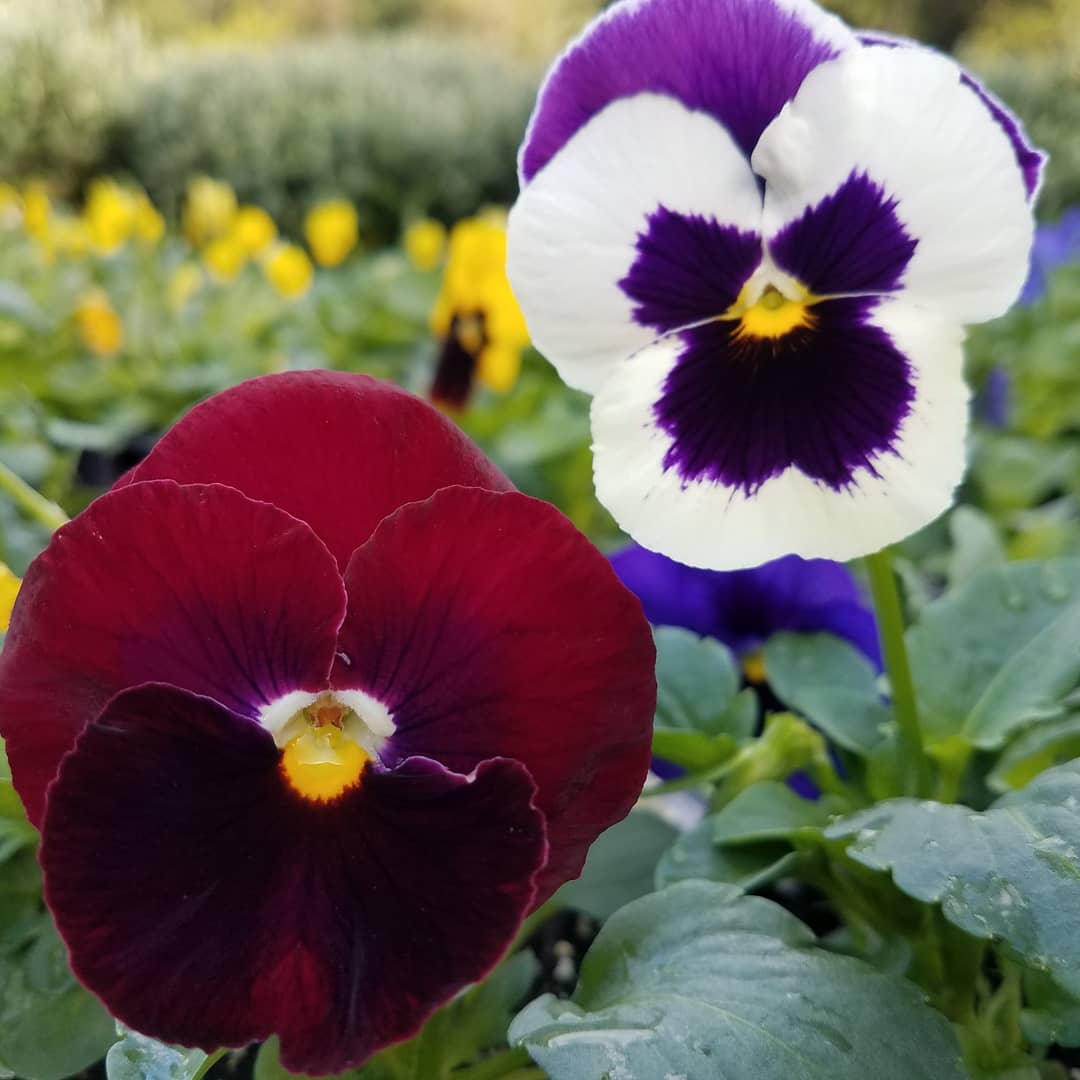unclejdigsdirt's tweet photo. Pansy and Violas are here in 5in pots at #unclejohnsplantfarm 🌱 #shoplocal #ohiogrown #plantmoreflowers #plantflowers #savethepollinators https://t.co/BgHko1KrTv