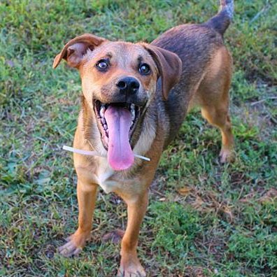 LouMetroAnimals on Twitter: LouMetroAnimals on Twitter: